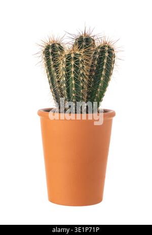 Potted cactus plant isolated on white background in terracotta pot Stock Photo
