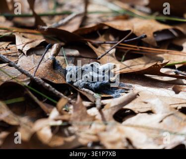 Side view of fur and skull remains of dead rodent on leaf litter of forest floor Stock Photo