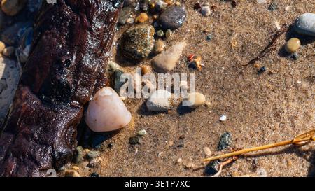 Colorful beach rocks and sand at water's edge. River shore marine background Stock Photo