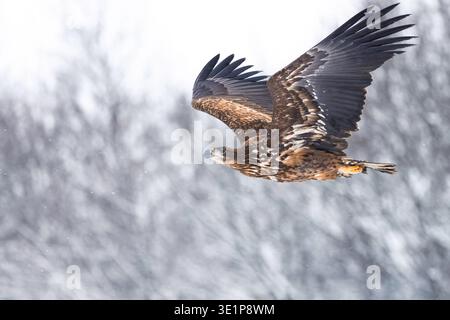 Sea Eagle in flight Stock Photo