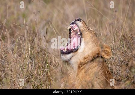 Young male Lion (Panthera Leo), circa three years old and just developing a mane Stock Photo