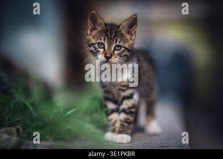 A high-quality eye-level portrait of a small tabby kitten with green eyes. The kitten is looking directly at the camera with a curious expression. Sof Stock Photo