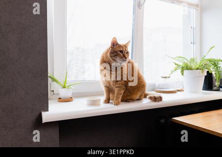 cat Stock Photo