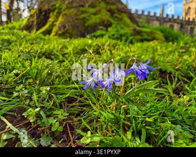 Beautiful Siberian Squill spring flowers growing at St Wilfrids Church in Wilford, Nottingham, UK. Stock Photo