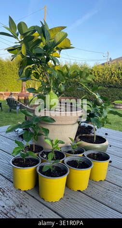 Potted lemon tree with fruit and young citrus seedlings in small containers on a wooden balcony in a backyard garden in natural sunlight Stock Photo