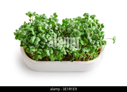 Close-up of home-grown radish microgreens in a flower pot  isolated on a white background Stock Photo