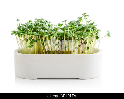 Close-up of home-grown radish microgreens in a flower pot  isolated on a white background Stock Photo