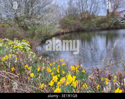 Beautiful Daffodils growing in early spring 2026 at Compton Acres Pond in Nottingham, UK. Stock Photo