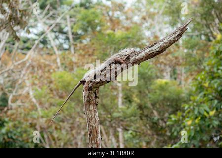 Green iguana with textured skin resting peacefully on a dry tree branch, blending into its natural tropical environment, symbolizing wildlife, reptile Stock Photo