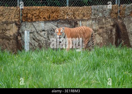 Bengal tiger standing attentively in a grassy exhibit, looking directly forward with its mouth slightly open, a rocky wall and chain-link fence visibl Stock Photo