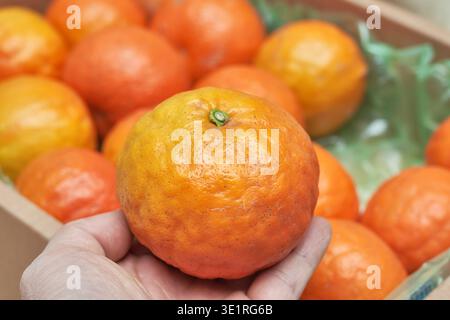 Vibrant natural food photos of whole and halved blood oranges on dark wood and a white plate. Features deep crimson and orange flesh. Fresh and rustic Stock Photo
