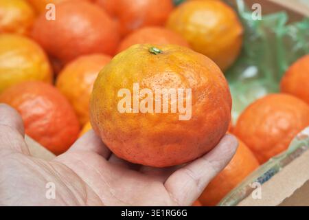 Vibrant natural food photos of whole and halved blood oranges on dark wood and a white plate. Features deep crimson and orange flesh. Fresh and rustic Stock Photo