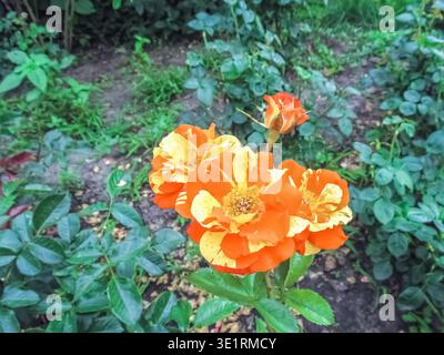 Vibrant 'Oranges and Lemons' Papagena variegated roses showcase striking yellow and orange stripes against a lush green garden background Stock Photo