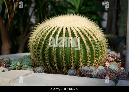 Close up of round green barrel cactus with spines in botanical garden Stock Photo