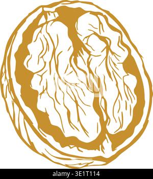 Detailed line illustration of a walnut half showing the textured kernel inside a rough shell border. Stock Vector