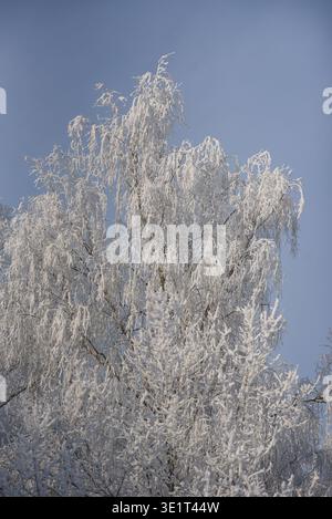 Elegant winter scene featuring tree branches coated in fresh snow under a clear blue sky. Ideal for seasonal themes, cold weather concepts, nature bac Stock Photo