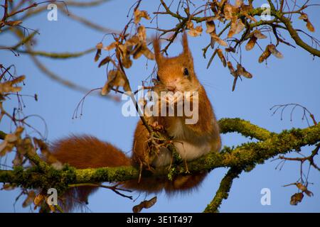 Red squirrel sitting on a mossy tree branch and eating a maple seed among hanging maple samaras against a blue sky. Stock Photo
