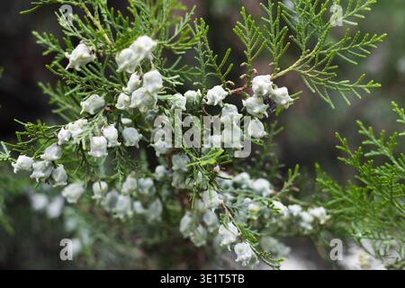 Close up view of the blue young cones on a branch of Platycladus orientalis tree, also known as Oriental Thuja or Chinese Thuja. Stock Photo