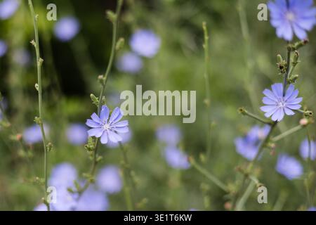 Close up of Cichorium intybus, common chicory plant with blue flowers on a green blurred background.  Blue chicory flowers blooming in a summer meadow Stock Photo