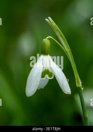 A close up of a single Snowdrop flower, (Galanthus nivalis) isolated against an out of focus background Stock Photo
