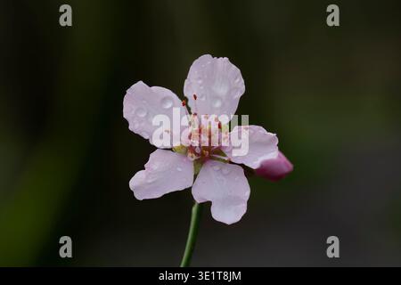 A close up of a single pink Cheery blossom flower, photographed against a mottled, green background Stock Photo