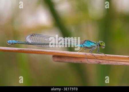 Common bluetail damselfly (Ischnura senegalensis) perched on reed stem, farmland, Cairo, Egypt Stock Photo