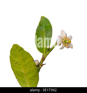 Lemon tree (Citrus limon) flowering branch with open blossom and buds on white background, Cairo, Egypt Stock Photo