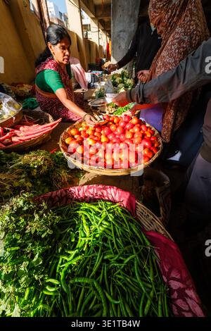 A street vendor in Udaipur sells fresh tomatoes and green chillies from large wicker baskets to customers at a local market. Stock Photo