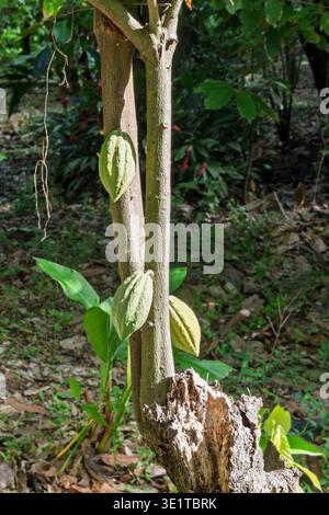 Cocoa tree fruit, old stump with young shoot and pods, Emerald Farm, Soufriere, St Lucia Stock Photo