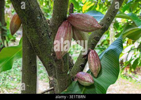 Red cocoa pods, Criollo varieties, Cocoa tree fruit, Emerald Farm, Soufriere, St Lucia Stock Photo