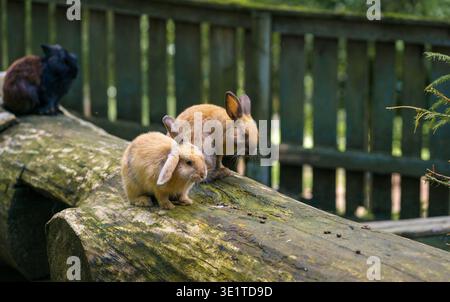 Two young rabbits sitting on mossy wooden log in farm enclosure. Adorable domestic animals in natural habitat, countryside and animal care concept Stock Photo