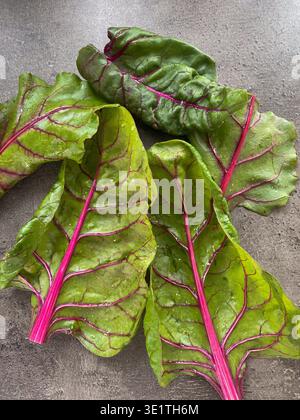 Fresh chard leafs on a dark surface Stock Photo