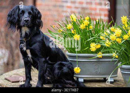 Lyra with the daffodils. A black “sprocker”, a cross between a cocker spaniel and a springer spaniel, out with the spring flowers, Hampshire, UK Stock Photo