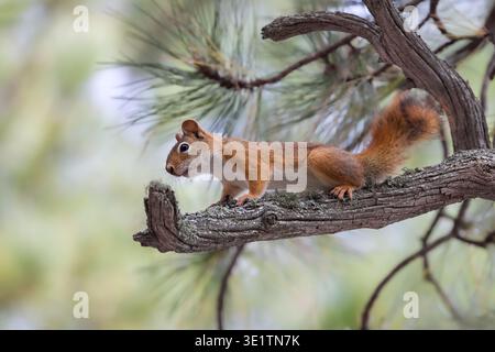 American red squirrel (Tamiasciurus hudsonicus) on a branch in a forest in South Dakota, USA Stock Photo