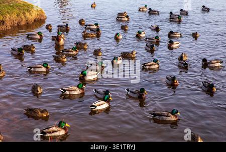 Mallards on the River Tweed at Kelso Stock Photo