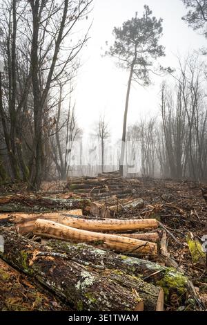 Large logs lying on the forest floor after loggers cut down part of a forest in the Dordogne region of France Stock Photo