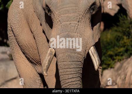 An elephant portrait with textured skin and calm expression beside ...