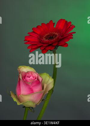 pink rose and red gerbera flowers on a gradient green background, close-up front view Stock Photo