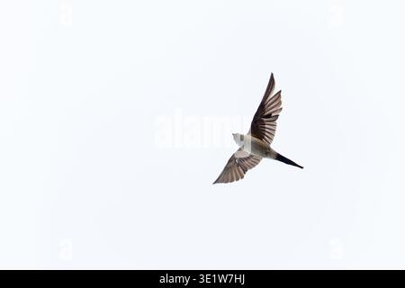 European Red-rumped Swallow (Cecropis rufula) Cley Marshes NWT Norfolk December 2018 Stock Photo