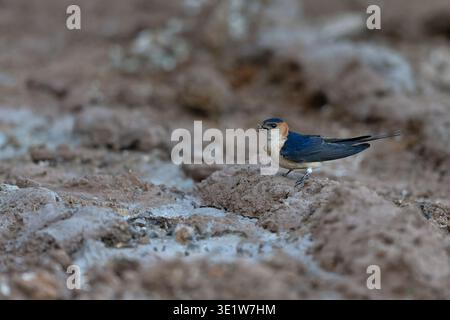European Red-rumped Swallow (Cecropis rufula) collecting mud on ground for nest Cyprus CY April 2019 Stock Photo