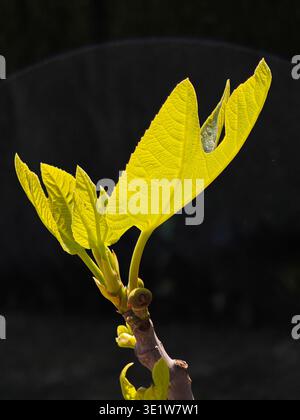 Close-up of a fig leaf sprouting in spring Stock Photo