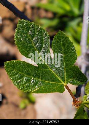 Close-up of a fig leaf sprouting in spring Stock Photo