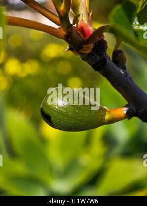 Close-up of a fig leaf sprouting in spring Stock Photo