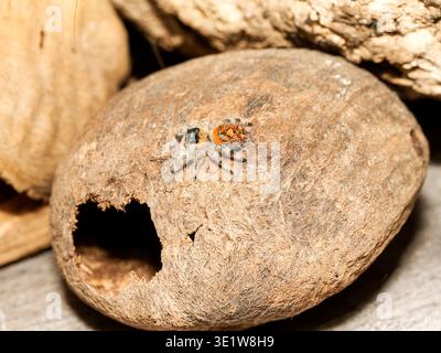 Macro of regal jumping spider (Phidippus regius) on a seed pod, showing small size and bright orange patterned abdomen. Stock Photo