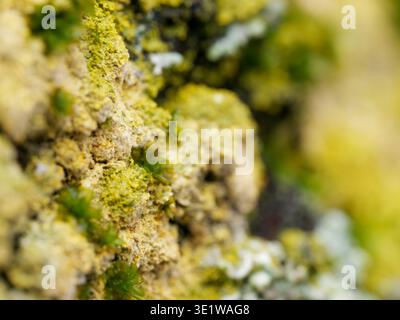Macro close-up of lichen and moss growing on a natural surface, highlighting intricate textures and organic patterns. Stock Photo