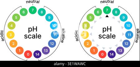 Ph balance scale. Acid or alkaline value. Circle chart test. Litmus indicator for chemistry, medicine, and soil. Stock Vector