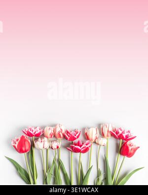 Spring flower of white pink tulips on pink gradient background. Flat lay, copy space. Hello spring Stock Photo