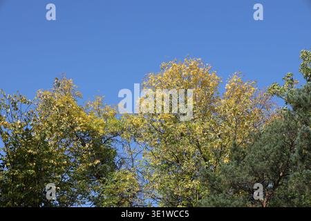 golden leaves of autumn glow in bright sunshine atop trees under deep blue skies (close-up) Stock Photo