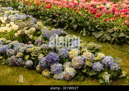 A vibrant floral display with hydrangeas tulips and lush greenery in a garden setting. The scene is springtime and gardening-related content. Stock Photo