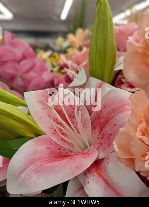 Closeup Studio Lily Bloom With Bud And Speckled Petals, Stargazer Lily Shows Detailed Anthers And Pollen, Shallow Depth Of Field Isolates Bloom Agains Stock Photo